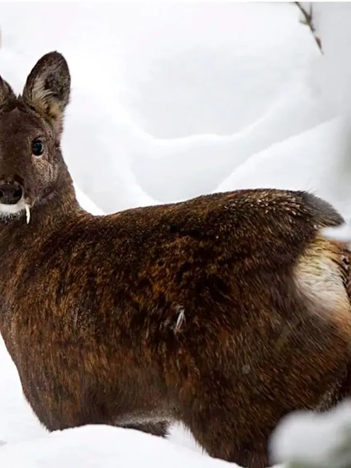 Musk musk deer (moschus moschiferus) - capsules 30 pieces x 65 milligrams
