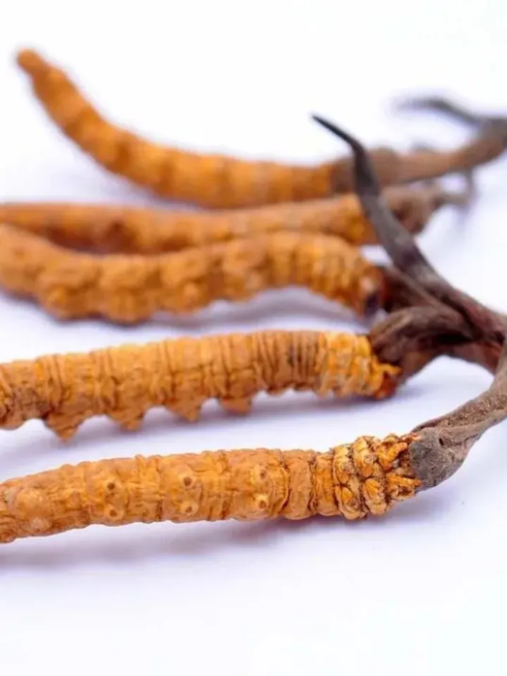 Wild Cordyceps 10 g ( 0.35 oz )