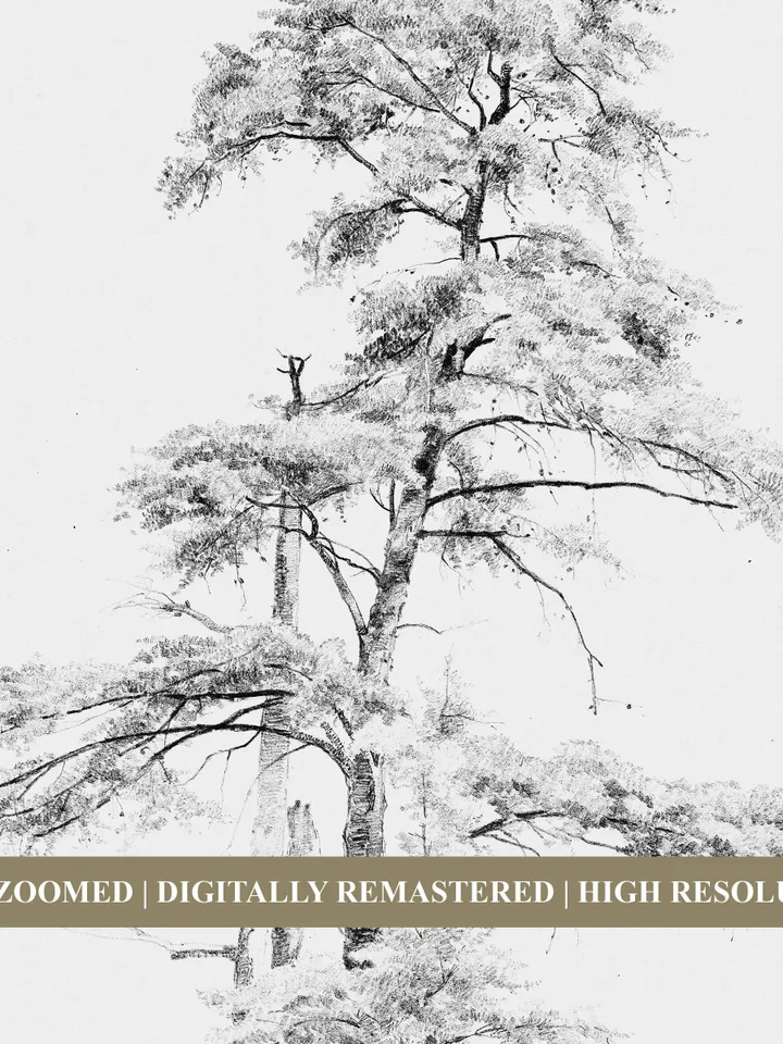 Antique Pine Tree Sketch, Vintage Art Print Digital Download, Minimalist Printable Wall Decor | 62