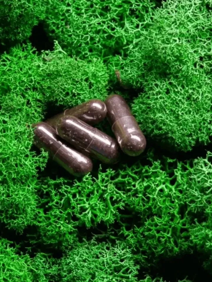 Chaga (birch mushroom) extract 60 caps