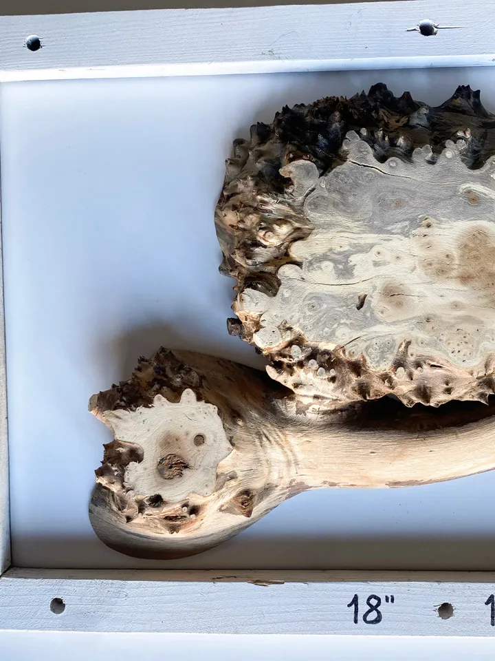 Silverberry Wood Blank Slab, Live Edge Wood Slab, Epoxy Resin Wood, Raw Edge Wood