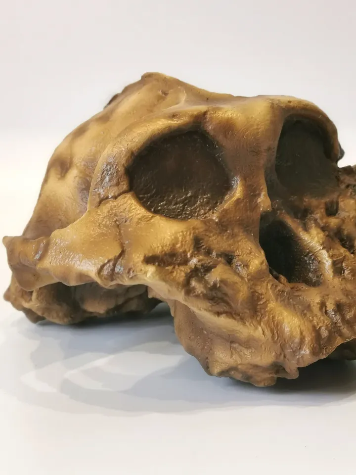 Paranthropus Boisei Skull Replica, Full-size 3d printed Hominid Skull Without Jaw, Museum Quality Anthropology Model, Real Fossil Scan
