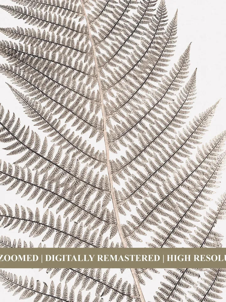 Vintage Fern Leaf Botanical Art, Printable Farmhouse Wall Art For Living Room | 337