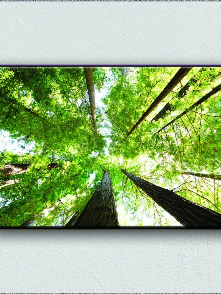 Forest Landscape Print on Canvas , Floating Frame Option, Modern Wall Art, Extra Large Canvas Wall Art