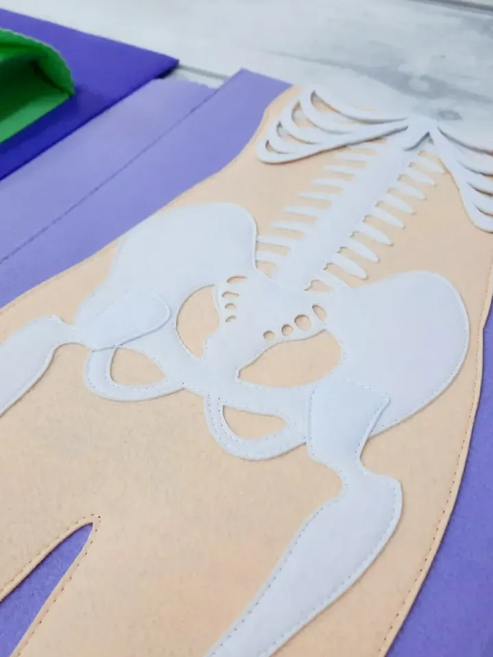 Full set of realistic (skeleton and organs) Human anatomy, Medical model, Human body for kids, Science Montessori