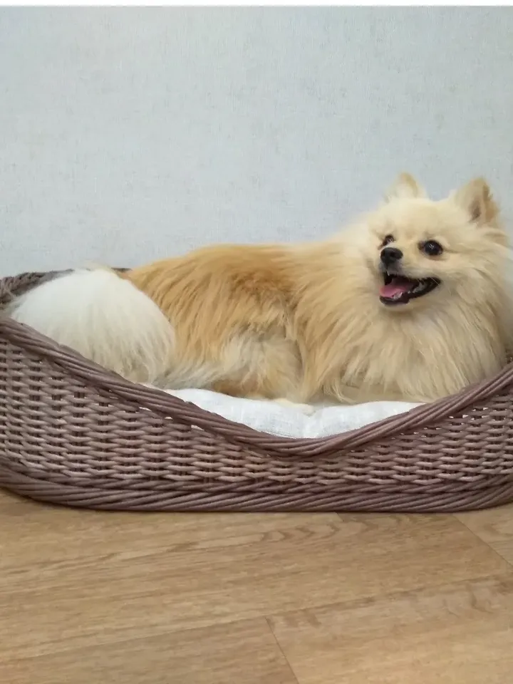 Pet bed for dog Oval wicker pet bed Basket for pet Large dog bed Cat bed cave Cat bed cute Cat bed furniture Dog basket