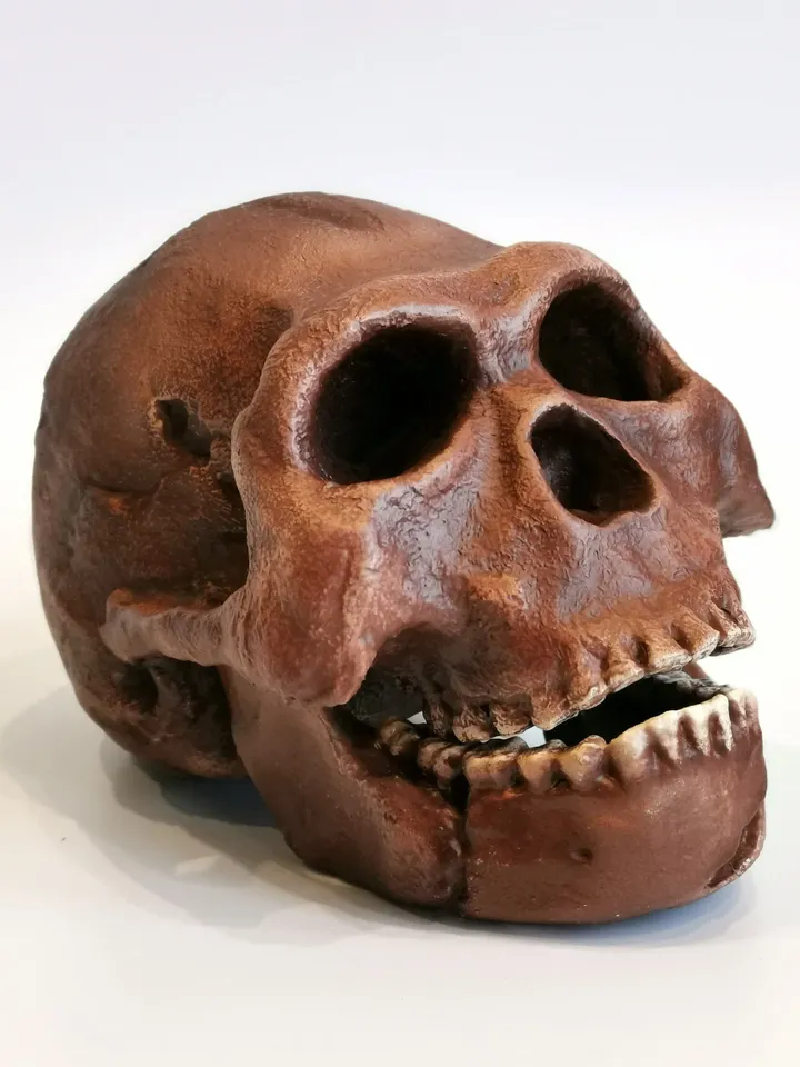 Homo Naledi Skull Replica Reconstruction, Full-size 3d printed Hominid Skull, Museum Quality Anthropology Model, Real Fossil Scan