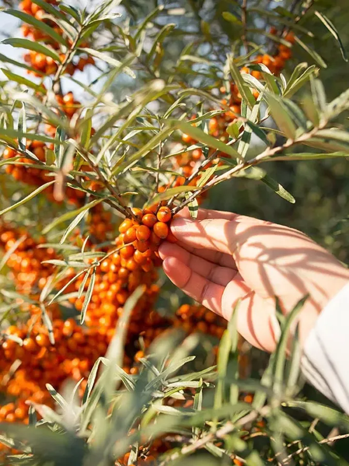 Sea Buckthorn Oil, First Cold Pressed, 100% Organic, GMO Free, Gluten Free, Pure, Internal & External Use