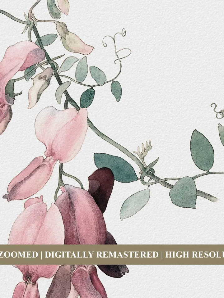 Vintage Botanical Print, Lathyrus "Pride of California" Printable Wall Art Decor | 178