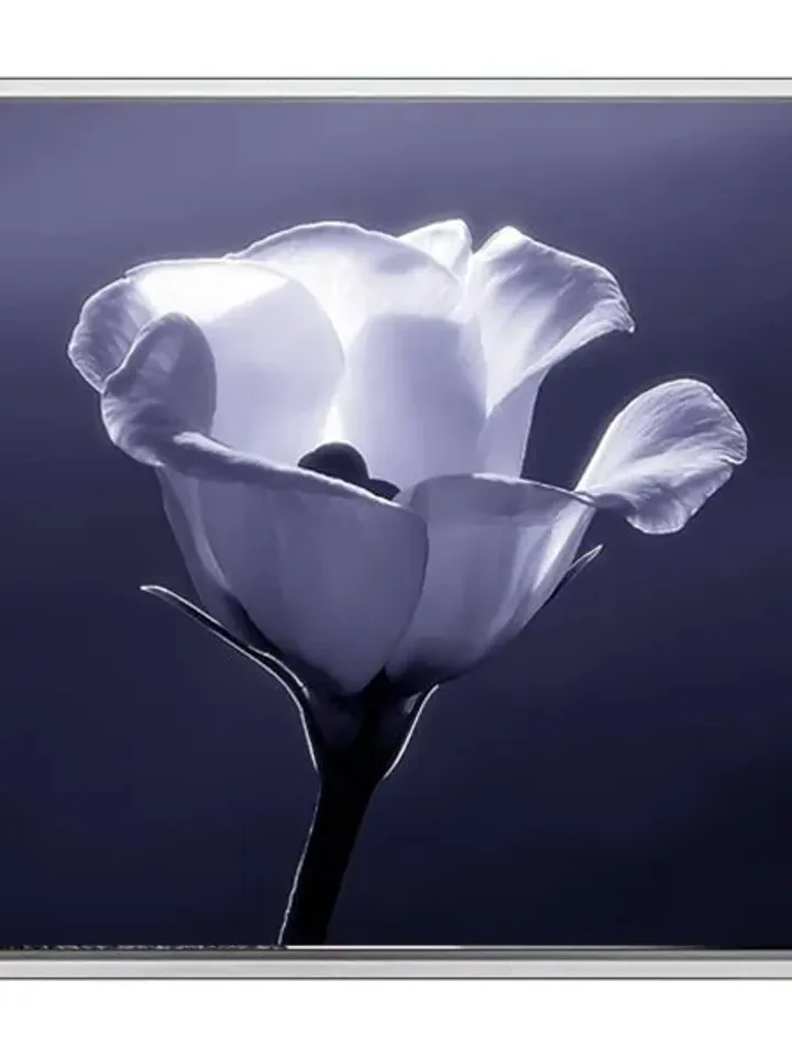 Flower Print on Canvas , Floating Frame Option, Modern Wall Art, Extra Large Canvas Wall Art