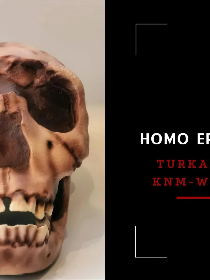 Homo Ergaster Skull Replica Turkana Boy, Prehistoric Fossil Collection, Realistic Hominid Skull, Museum Quality