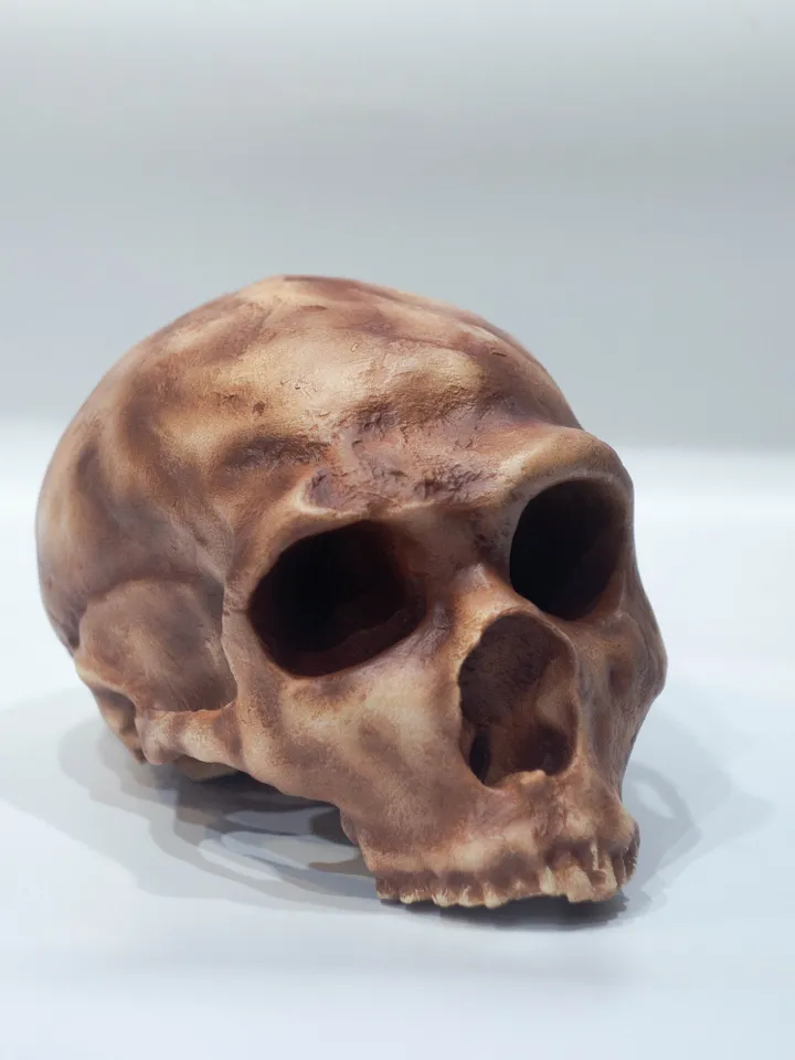 Homo Neanderthal La Ferrasie 1 Skull Replica, Prehistoric Fossil Collection, Realistic Hominid Skull, Museum Quality