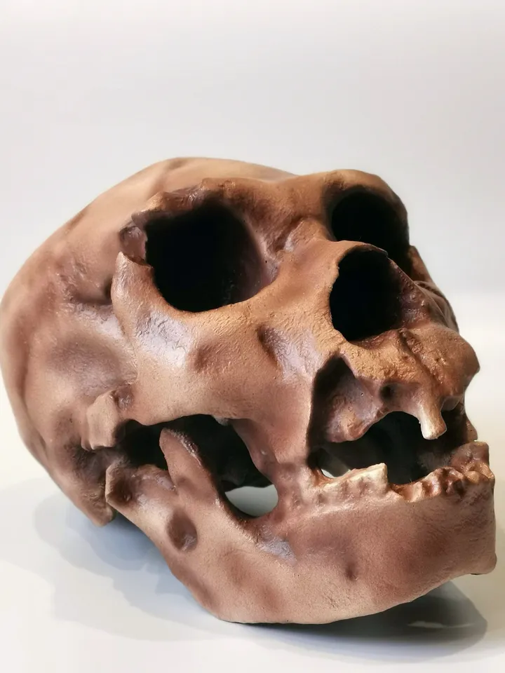 Homo Heidelbergensis Skull Replica, Prehistoric Fossil Collection, Realistic Hominid Skull, Museum Quality