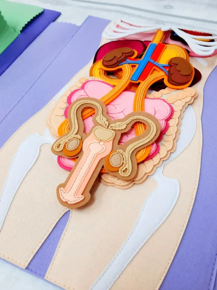 Full set of realistic (skeleton and organs) Human anatomy, Medical model, Human body for kids, Science Montessori