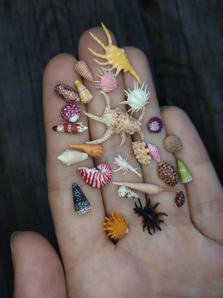 Set of miniature clay seashells, tiny animal for diorama, dollhouse or resin art