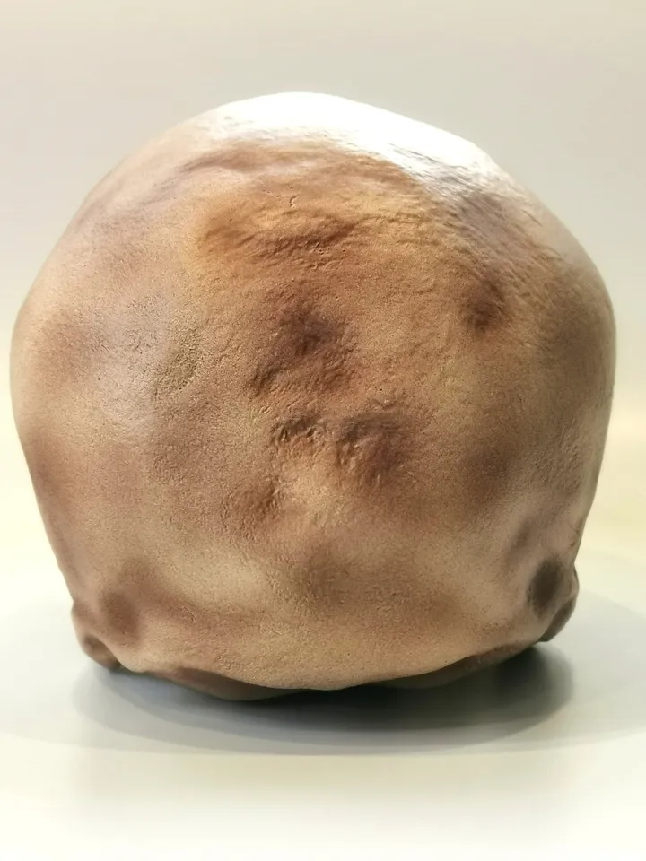 Homo Sapiens Cro-Magnon Skull Replica without Jaw, Prehistoric Fossil Collection, Realistic Hominid Skull, Museum Quality