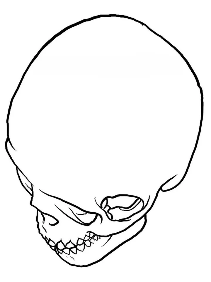 Matthew Amey - Reference Skulls