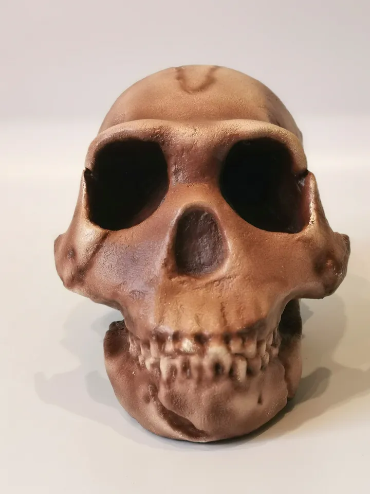 Homo Naledi Skull Replica of DH1 Find, Prehistoric Fossil Collection, Realistic Hominid Skull, Museum Quality