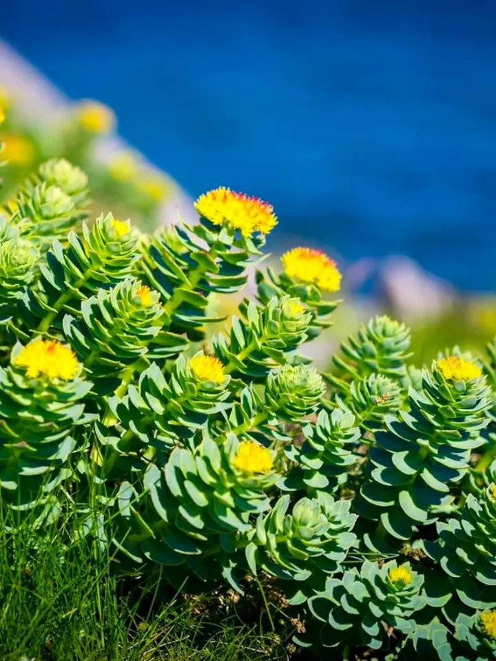 Rhodiola rosea golden root Siberian herb