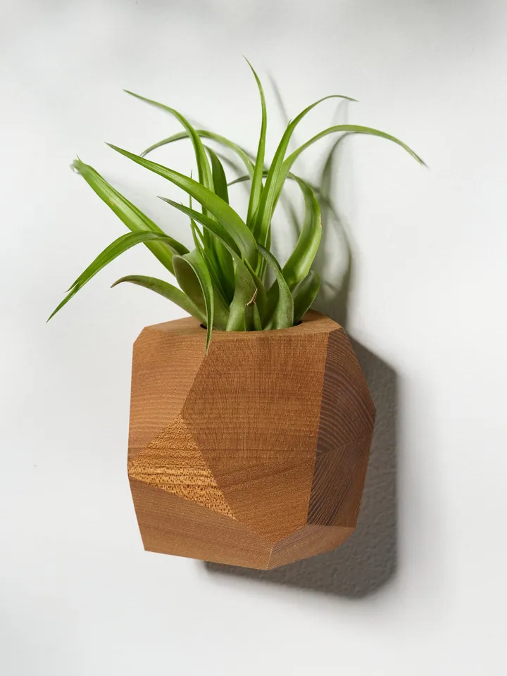 Elm Wood Air Plant Holder