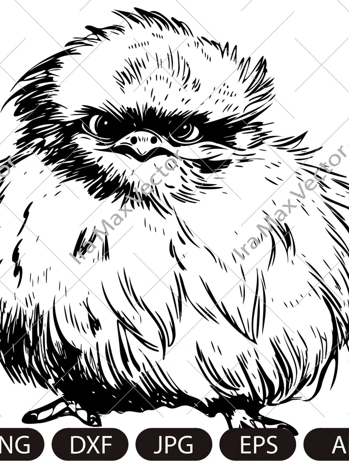 Silkie hen, Silk rooster,Silkie bird ,FUNNY SILKIE HEN Digital image, animal, bird, hen, cock