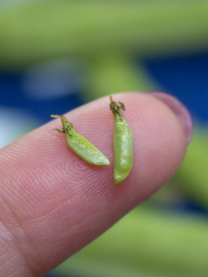 TUTORIAL Miniature peas with polymer clay