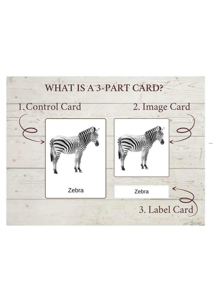 Montessori Printable Cards - JUNGLE ANIMALS, Educational Material PDF