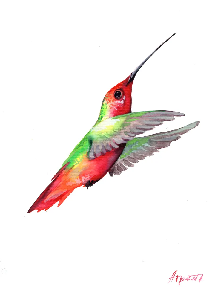 Hummingbird original watercolor, birds painting, wall room decor, 7x10 in art for bird lovers by Anne Gorywine