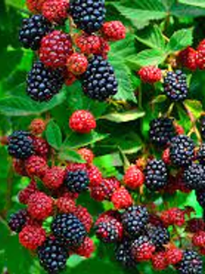Dried Forest Bramble, 1000gr.(35.27oz)