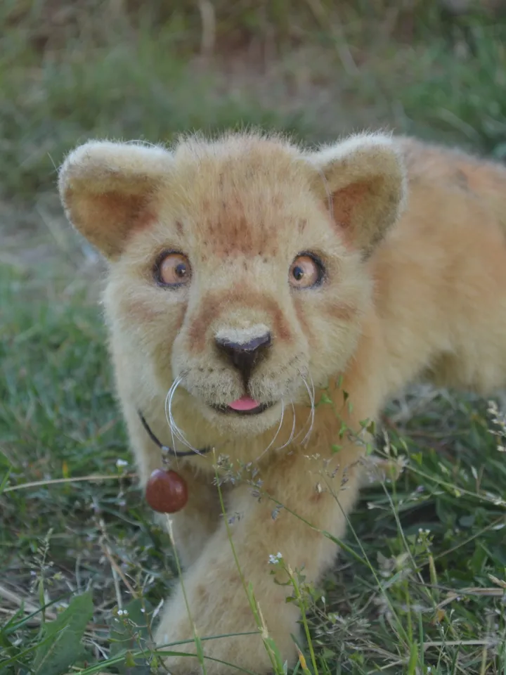 Lion cub
