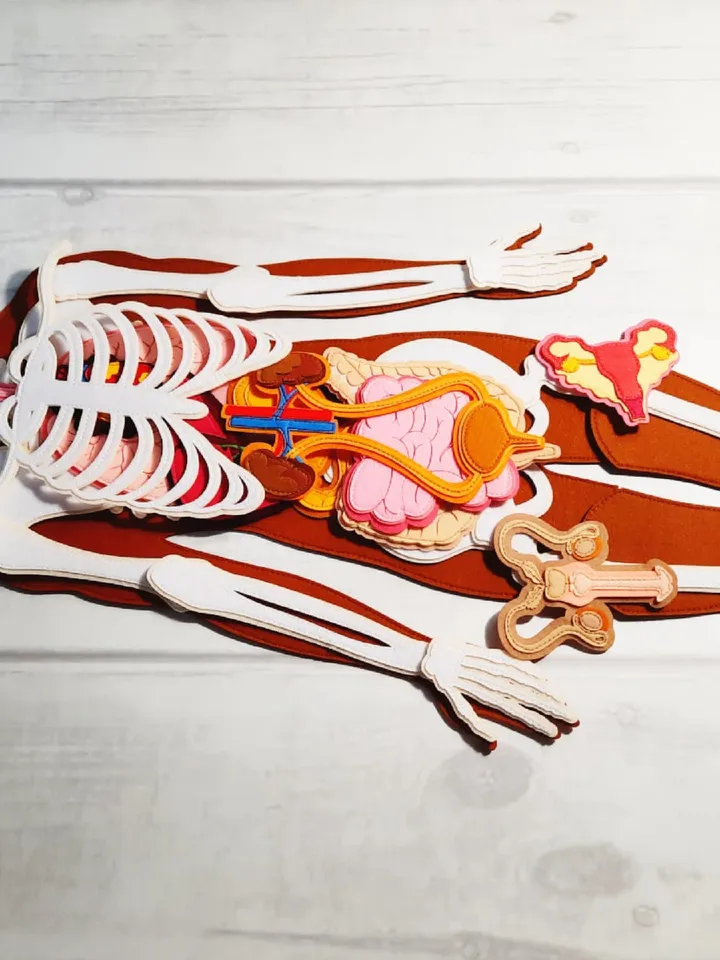 Anatomy board, FULL SET (skeleton and organs),Extra Large Human Anatomy, Medical Human body, Montessori science play set