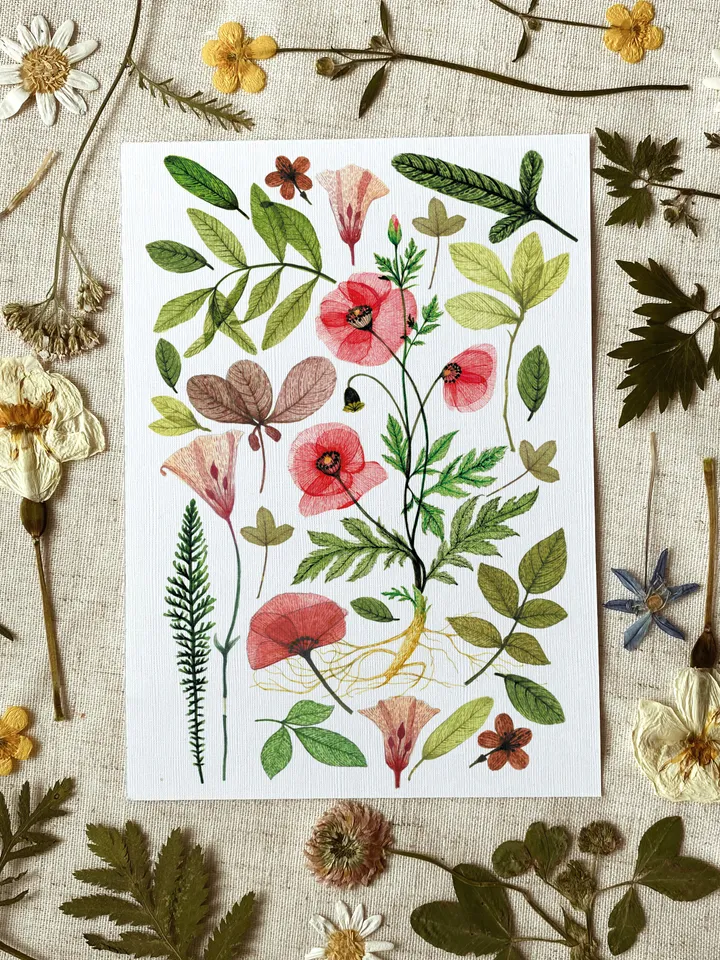 Set of 4 botanical postcards TRANSPARENT PLANTS