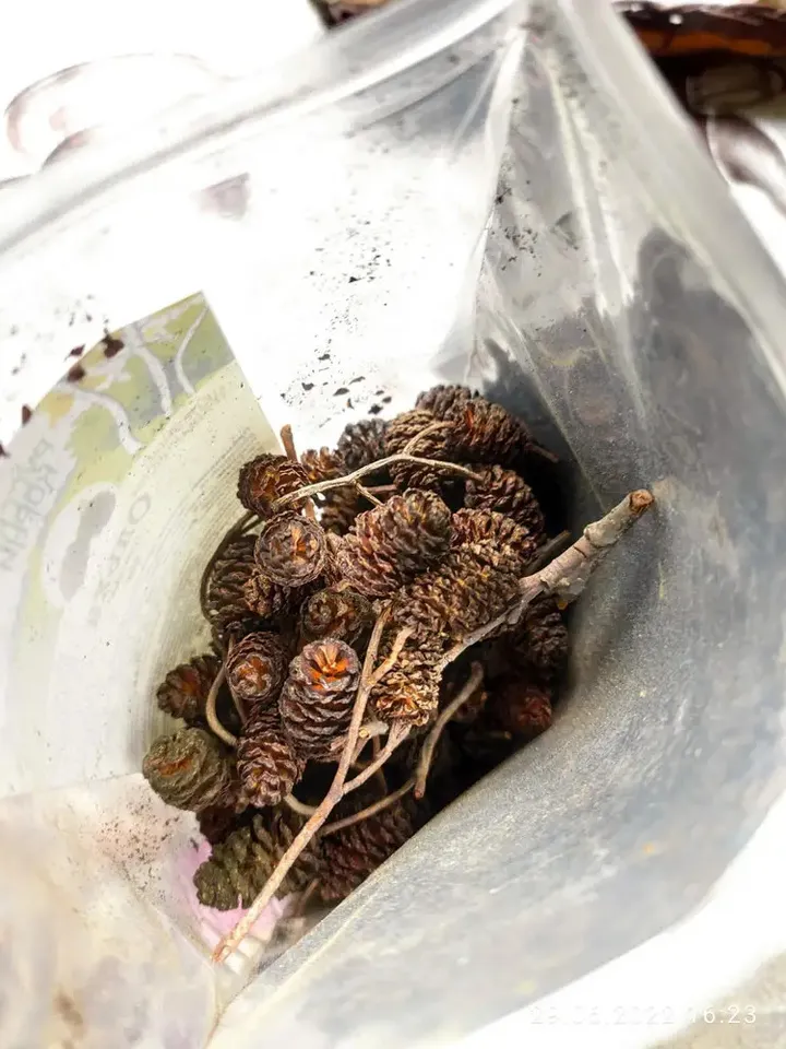Alder cones 50 g