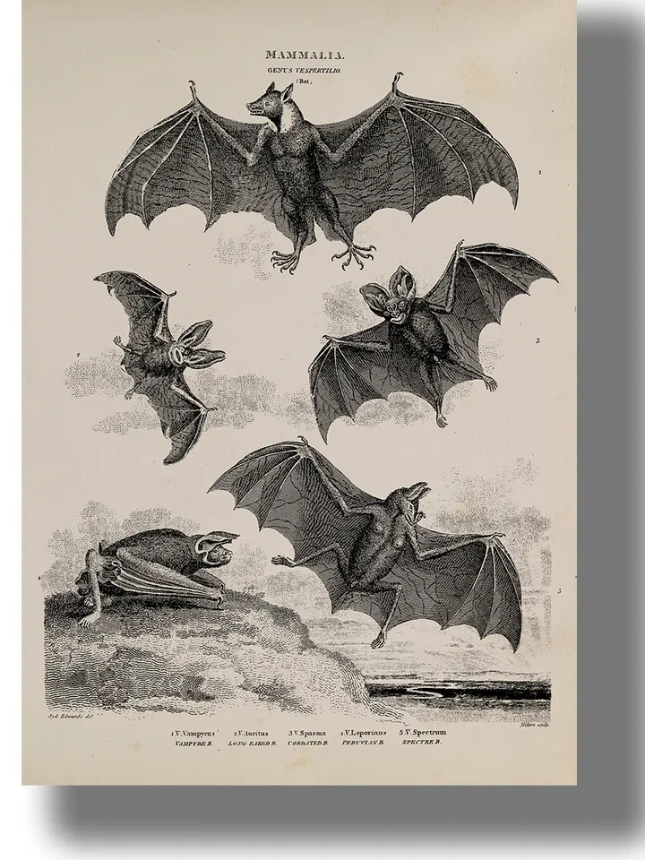 Vampire bats poster.