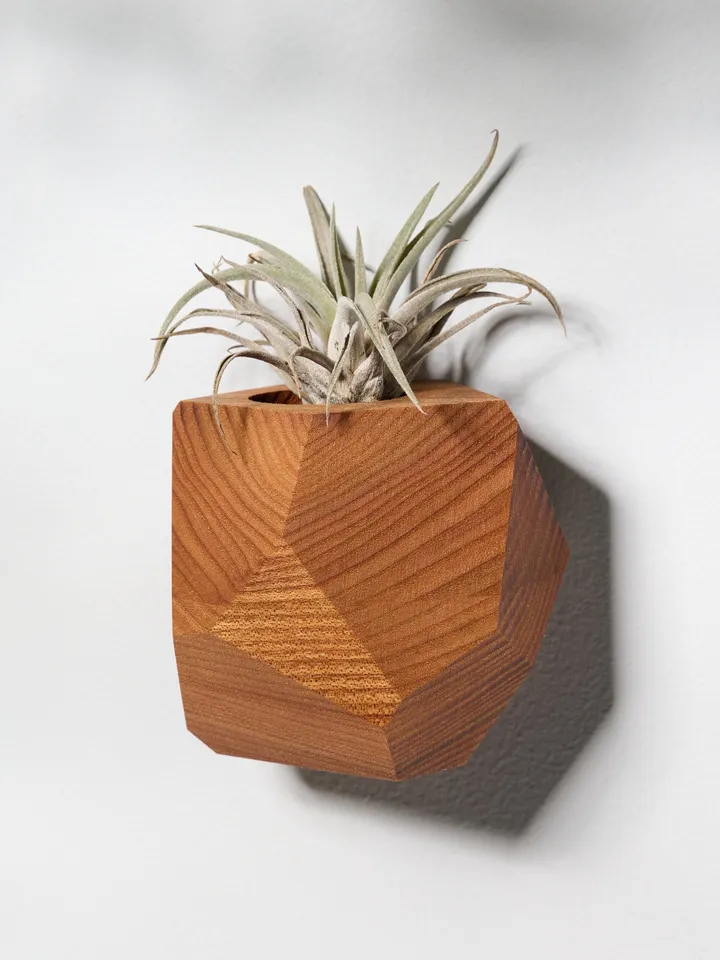 Elm Wood Air Plant Holder