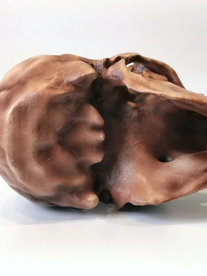 Homo Heidelbergensis Skull Replica, Prehistoric Fossil Collection, Realistic Hominid Skull, Museum Quality