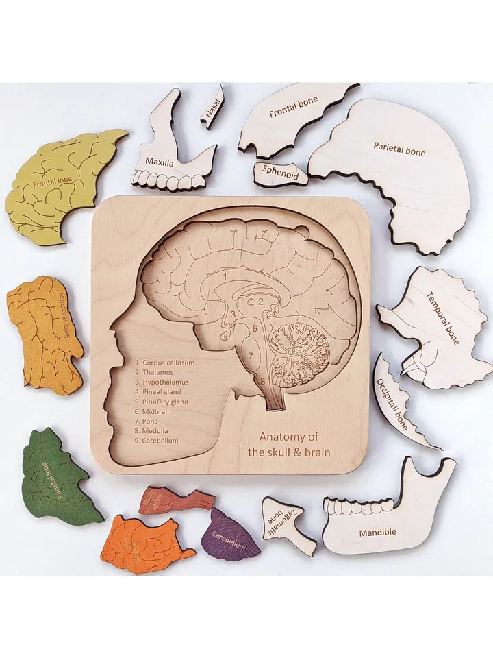 Wooden Puzzle Skull Brain structure puzzle Montessori Wooden puzzle Anatomy game science play