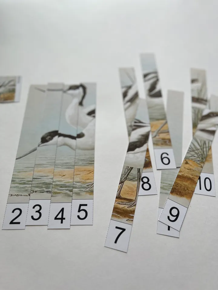 Set of Birds Basil Ede