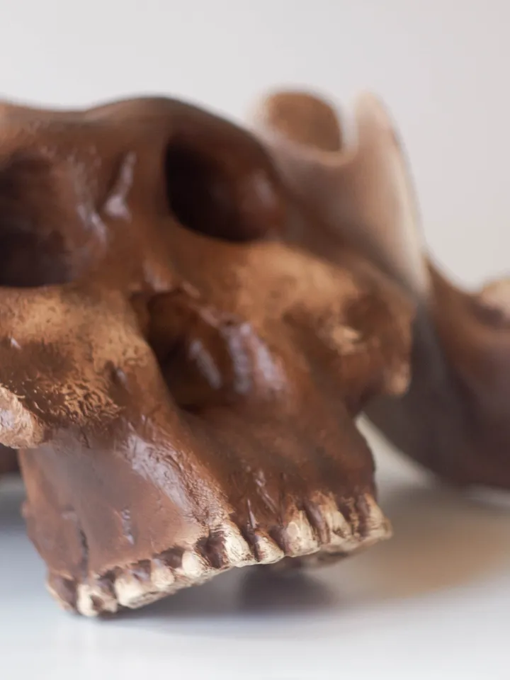 Australopithecus Boisei Skull Replica, Full-size 3d printed Hominid Skull, Museum Quality Anthropology Model, Real Fossil Scan