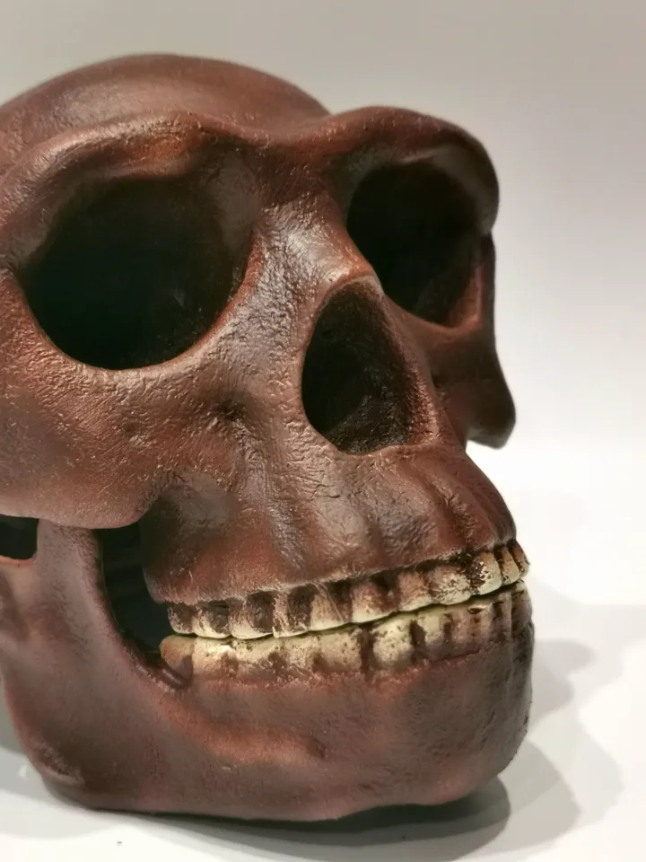 Homo Erectus Pekinensis Skull Replica, Prehistoric Fossil Collection, Realistic Hominid Skull, Museum Quality