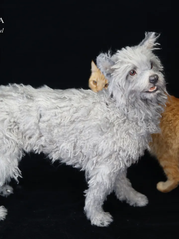 Dog Jeck realistic plush toy (custom order)