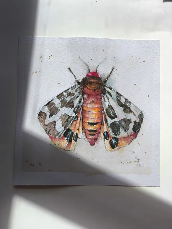 Moth watercolor