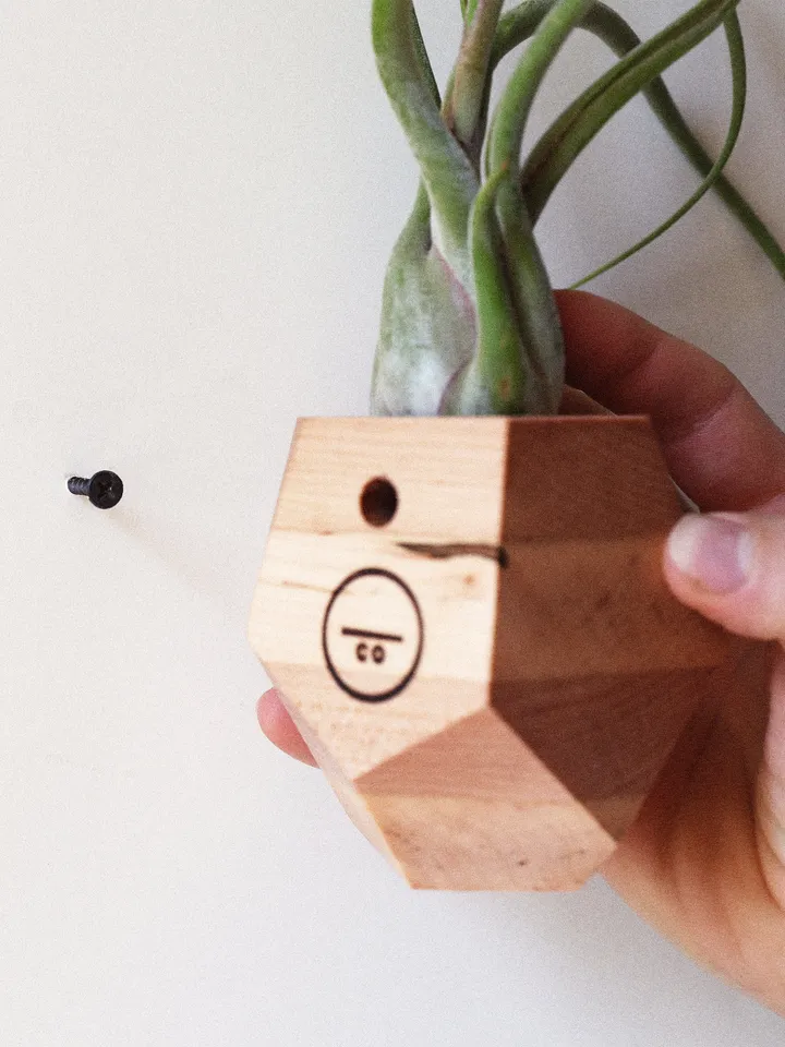 Set of 4 Maple Geometric Air Plant Holder
