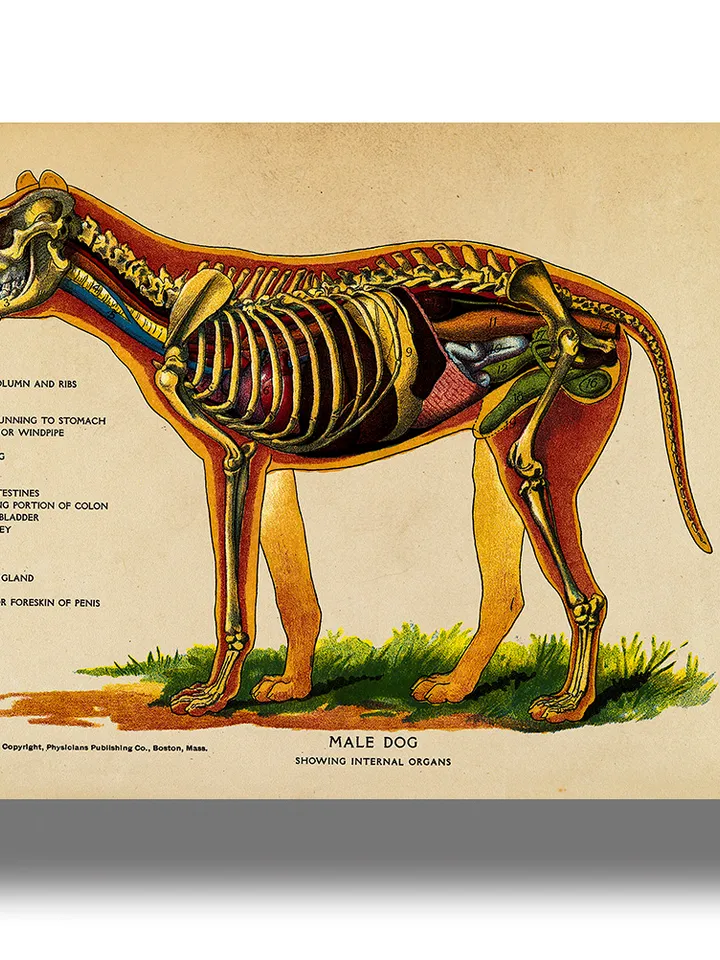 Dog internal organs. Vintage zoological illustration.