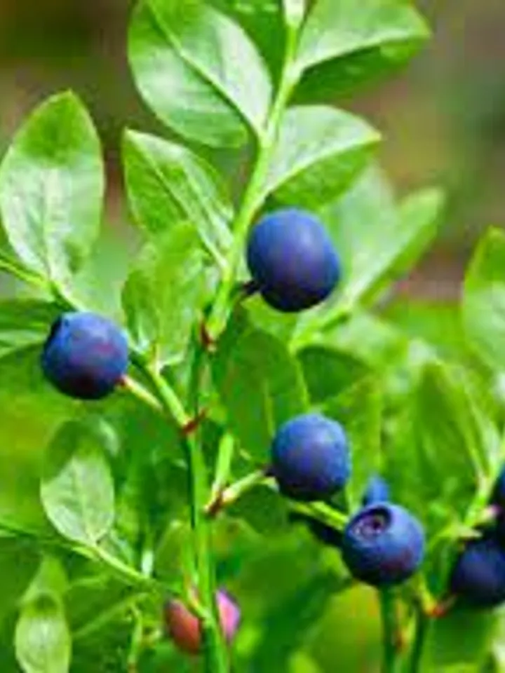 Dried Blueberries, 1000gr.(35.27oz)