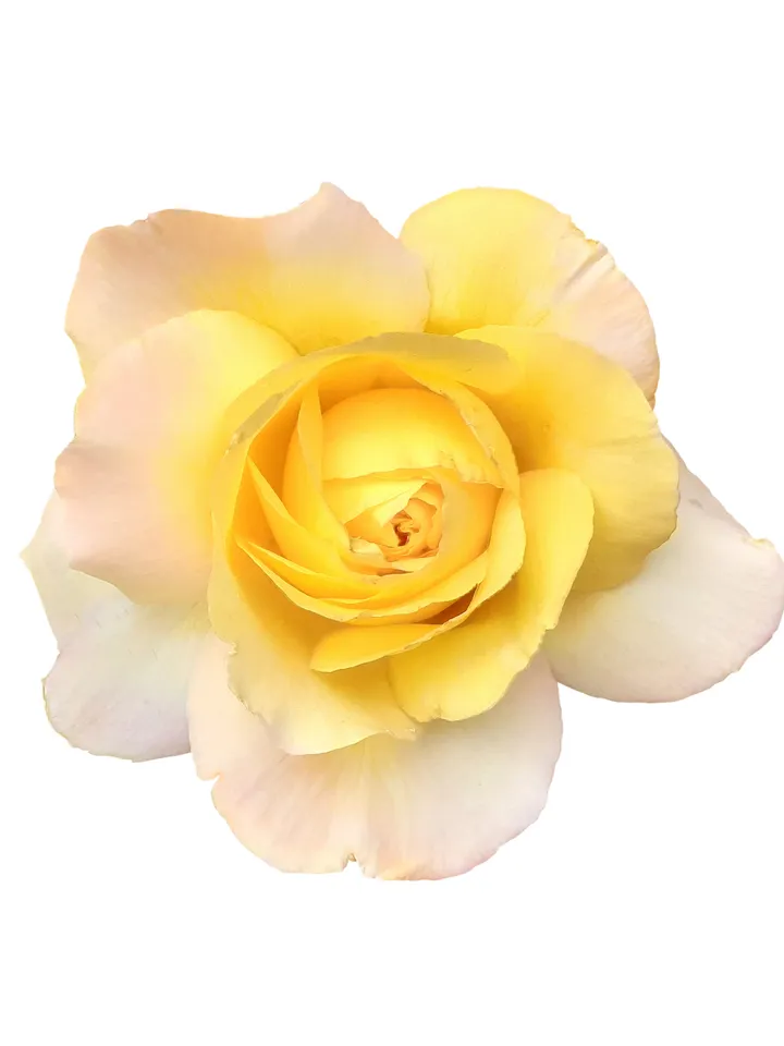 Yellow rose. PSD file. PNG file. JPG file