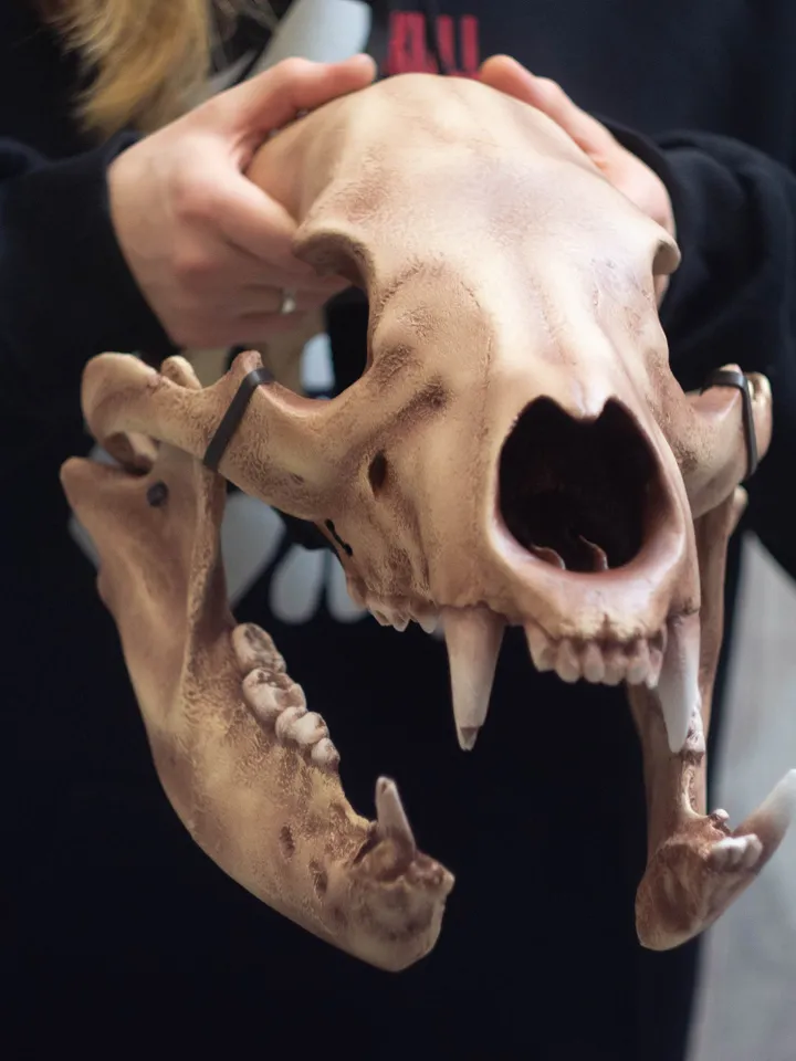Bear Skull Helmet, Cosplay Bear head Mask, Animal Skull mask, realistic bear mask, tribal headpiece, Headpiece skull, DIY