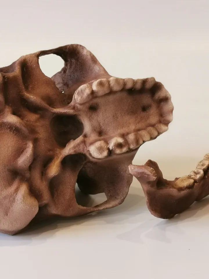 Australopithecus afarensis Skull Replica, Lucy, Prehistoric Fossil Collection, Realistic Hominid Skull, Museum Quality