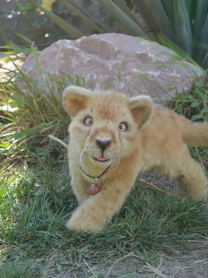 Lion cub