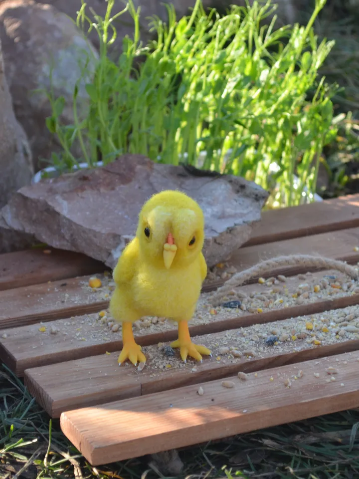 Chicken